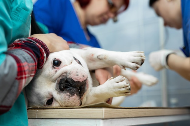 Dierenarts plaatst een katheter op de hond in de dierenkliniek