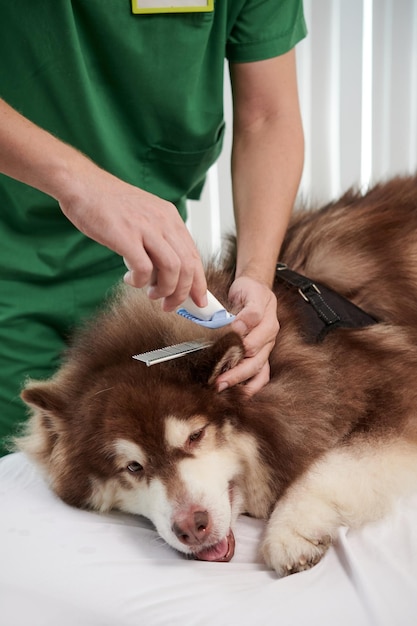 Dierenarts scheren honden oren