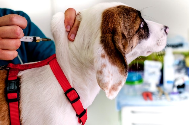 Dierenarts vaccineert hond in kliniek