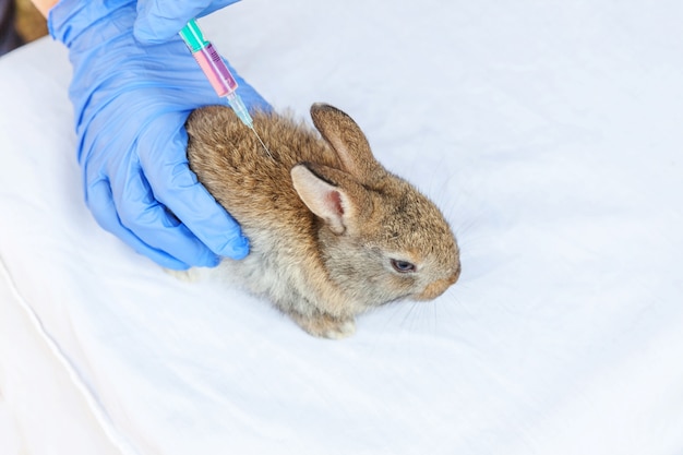 Dierenarts vrouw met spuit die en een konijn houdt injecteert