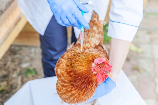 Dierenarts vrouw met spuit die kip houdt en injecteert