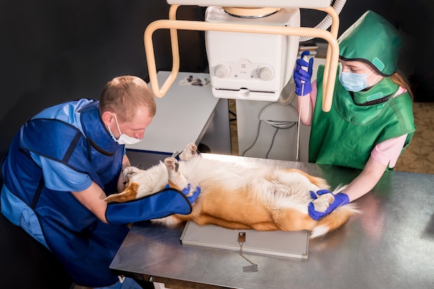 Dierenartsteam onderzoekt hond in röntgenkamer