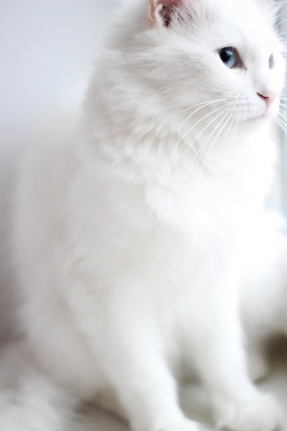 Foto dierenfoto met geselecteerde focus op kattenoog. puur witte kat met blauwe ogen zit bij profiel