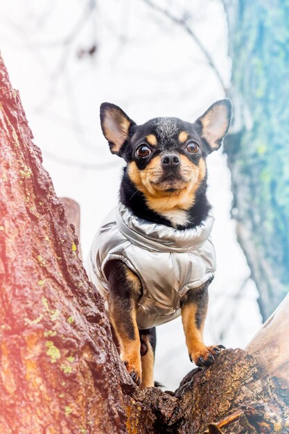 Dierenhond Chihuahua-hond in een grijs vest voor een wandeling