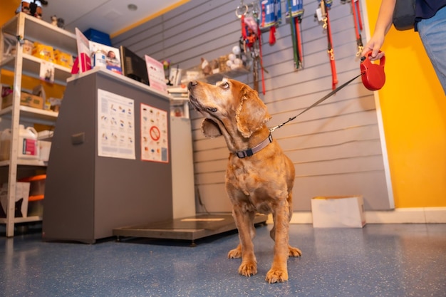 Dierenkliniek een hond die aan de lijn wacht om behandeld te worden bij de ingang