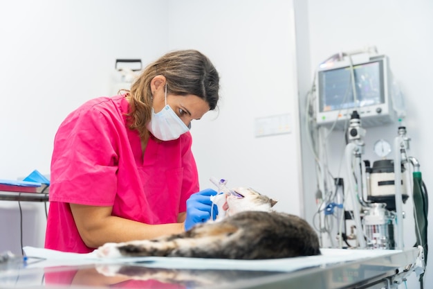 Dierenkliniek met een kattendierenarts die de operatie op de operatietafel afrondt