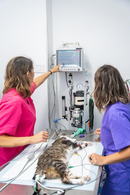 Dierenkliniek twee dierenartsen die de constanten en de polsslag van de kat op de operatietafel controleren