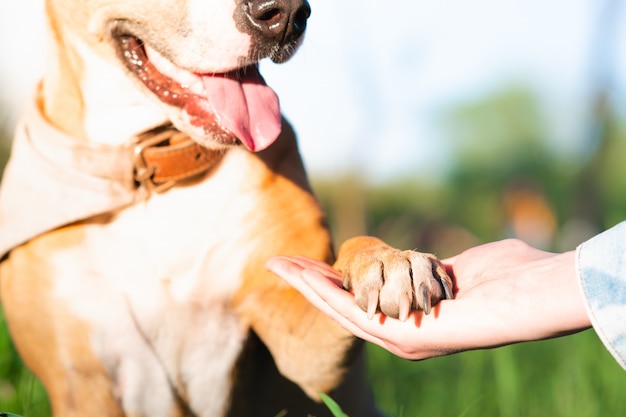 Dierenondersteuning, stevige vriendschap en vertrouwen concept, tijd doorbrengen met huisdieren buiten in de zomer