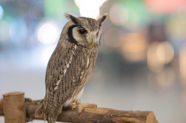 Dierenportret van een Oehoe Bubo bubo