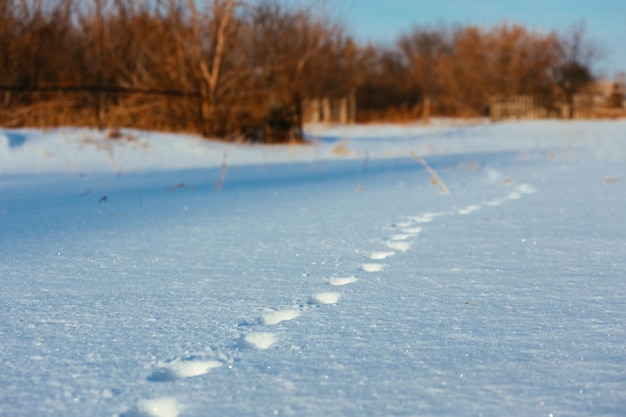 Dierensporen in de sneeuw op een heldere, ijzige dag Wildlife Trail