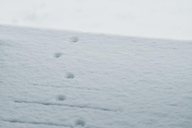 Dierensporen op verse sneeuw