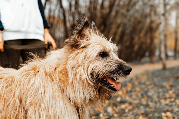 Dierentraining. Een vrijwilligersmeisje loopt met een hond uit een dierenasiel. Meisje met een hond in het de herfstpark. Loop met de hond. Zorgen voor de dieren.