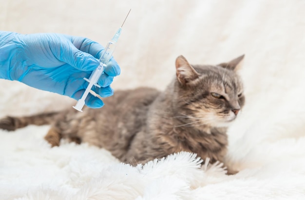 Dierenvaccinatie van katten selectieve focus