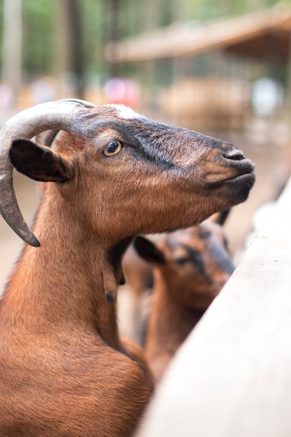 Dierlijk portret van een geit met horens. Steenbok