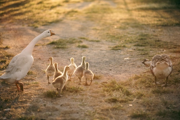 Dierlijke boerderij concept zwerm ganzen die in de natuur leven in het gebied van vogelteelt buiten witte eend en zwerm ganzen in agrarisch concept