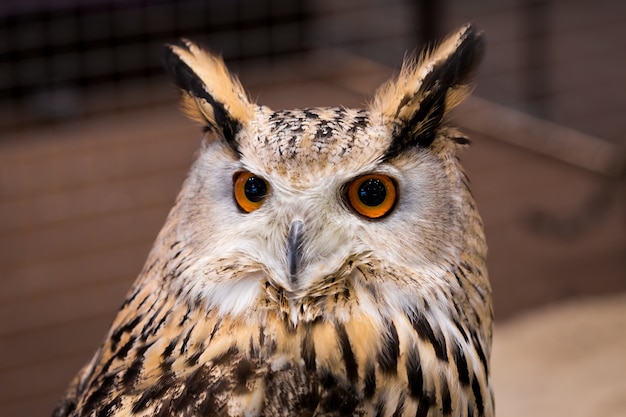 Dierlijke closeup Toon gezicht vogel eagle uil