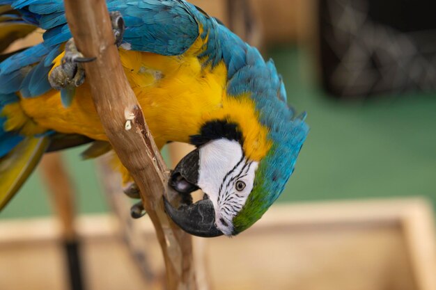 Dierlijke kleurrijke ara papegaai op een log