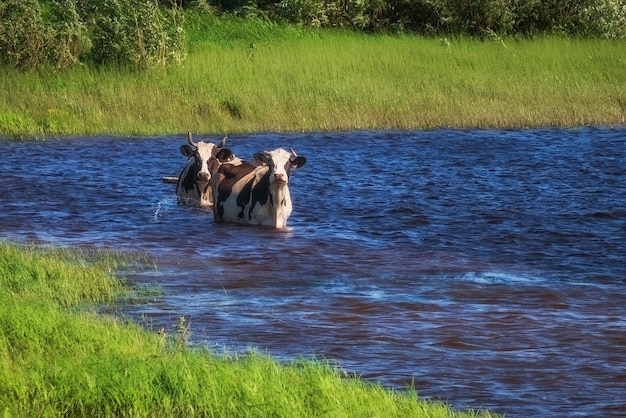 Dierlijke koeien ontsnappen aan extreme hitte in rivierwater grappige dieren in de natuur Landbouw op het platteland