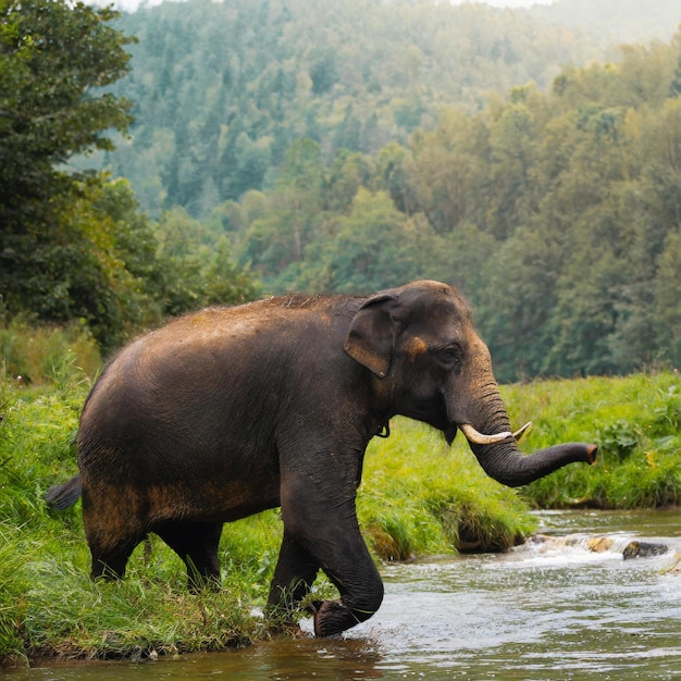 Dierlijke natuurfoto van WorldWildlifeDay