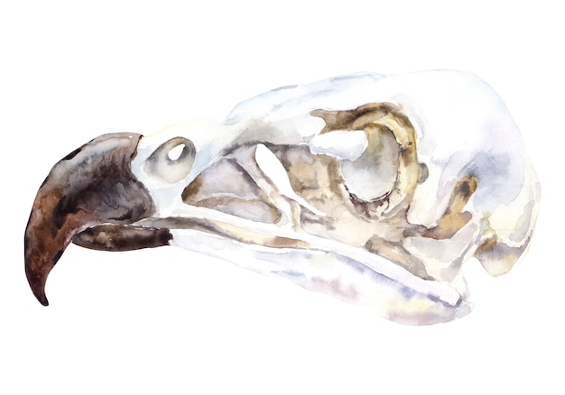 Dierlijke schedel aquarel. Eagle Skull