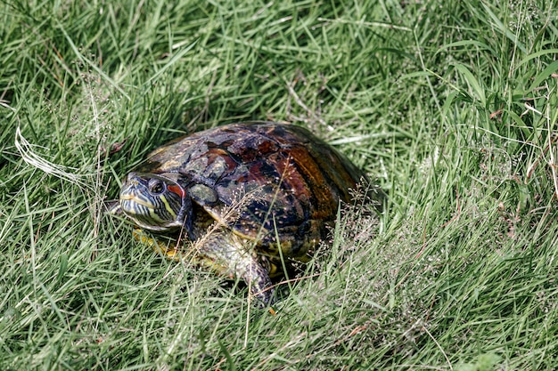 Dierlijke schildpad amfibische dieren met harde schelpen