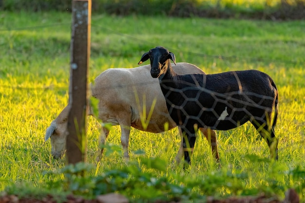 Dierlijke volwassen schapen met selectieve focus