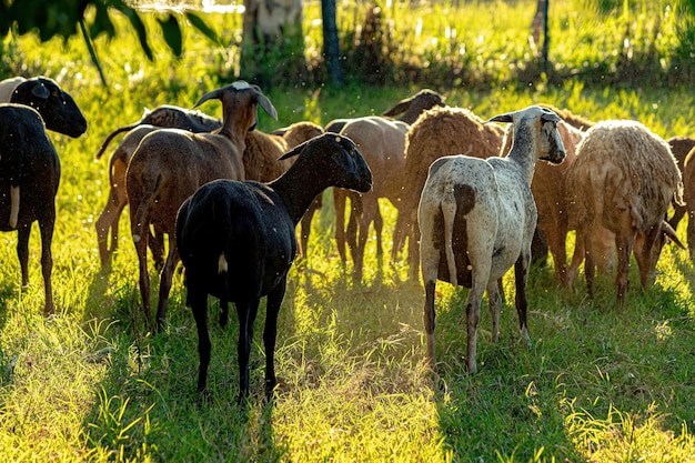 Dierlijke volwassen schapen met selectieve focus