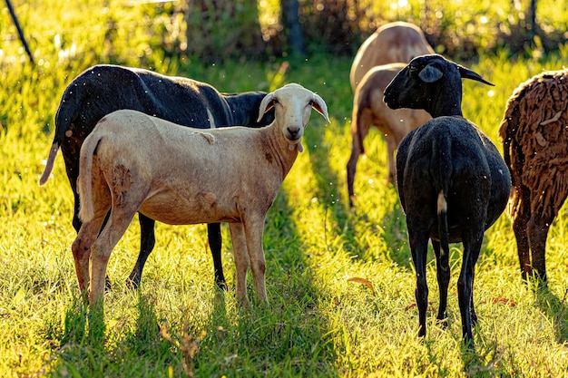 Dierlijke volwassen schapen met selectieve focus