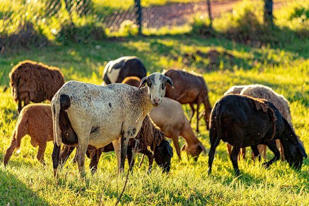 Dierlijke volwassen schapen met selectieve focus