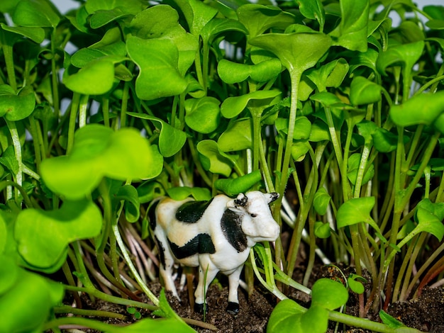 Dierlijke witte koe met zwarte vlekken in groen gras