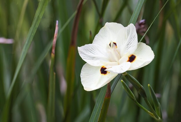 Dietes bicolor весенний красивый цветок