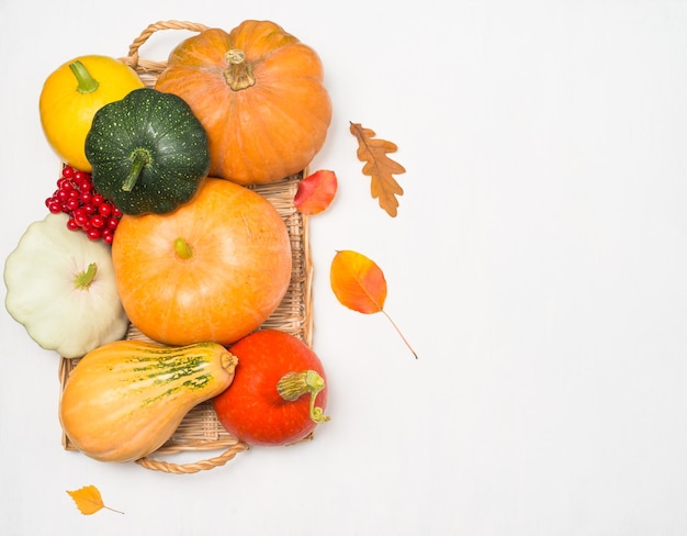 Diferent kind of pumpkins on the tray on white background Various pumpkins top view Thanksgiving harvest and agriculture concept