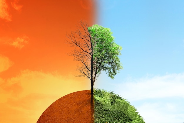 Photo the difference between drought trees to growing trees on the ground with different sky