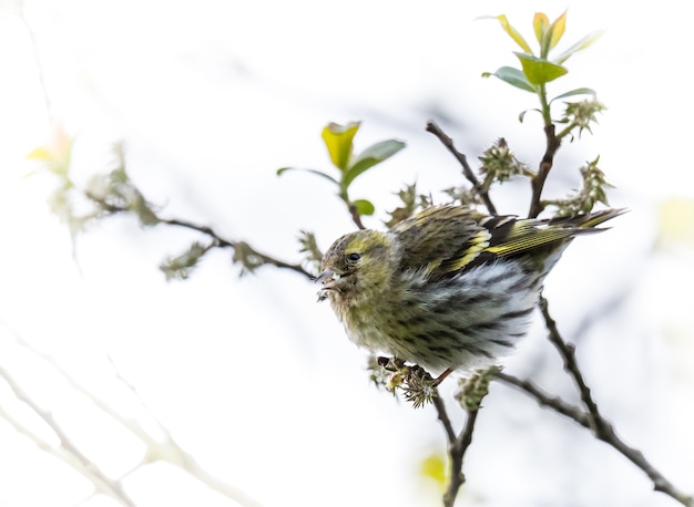 the different birds such as sparrows