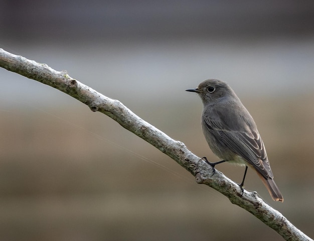 Different birds (warblers, wren, robin, thrush, blackbird) with their feeding routines, observation