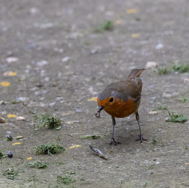 さまざまな鳥 (ウグイス、ミソサザイ、コマドリ、ツグミ、クロウタドリ) とその餌やり、観察