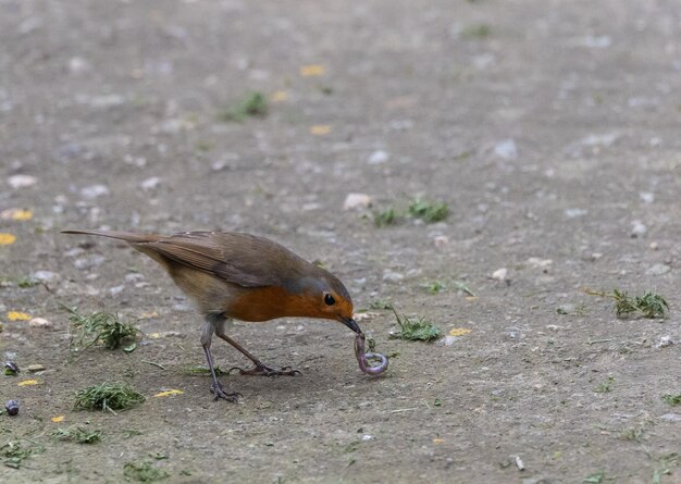 Different birds (warblers, wren, robin, thrush, blackbird) with their feeding routines, observation