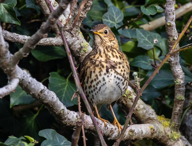 さまざまな鳥 (ウグイス、ミソサザイ、コマドリ、ツグミ、クロウタドリ) とその餌やり、観察