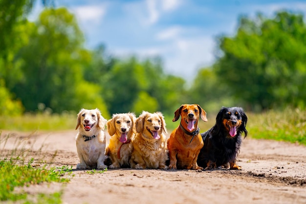 Different breeds of dogs are sitting in line on nature background cute pets are walking