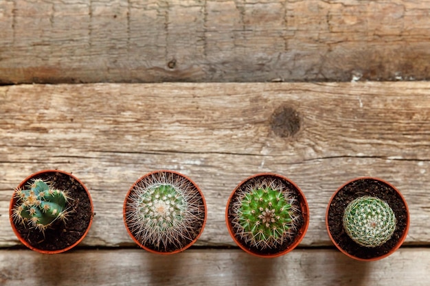 Different cactus plant on wooden background home decoration on scandinavian style floriculture house