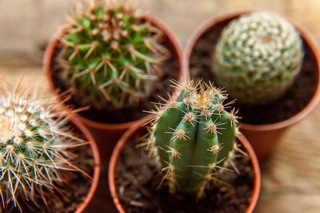 Different cactus plant on wooden background home decoration on scandinavian style floriculture house