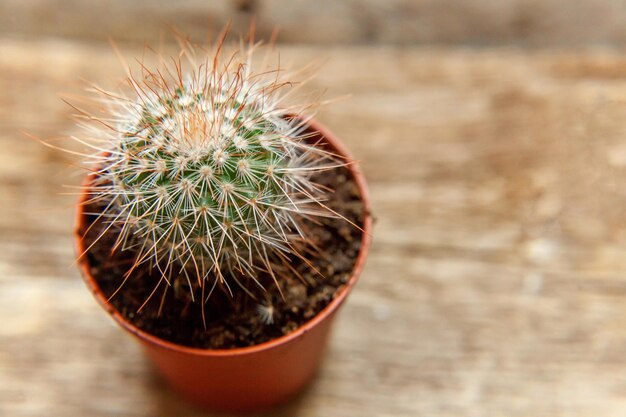 Different cactus plant on wooden background home decoration on scandinavian style floriculture house...