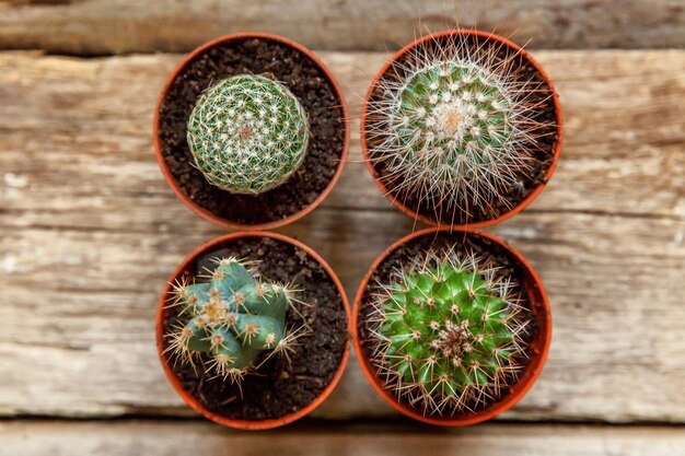 Different cactus plant on wooden background. Home decoration on scandinavian style. floriculture houseplant hobby concept.