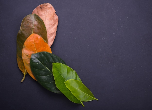 jackfruit 나무 잎의 잎의 다른 색깔 그리고 나이
