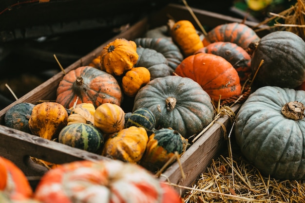 Decorazioni di zucca di diverse dimensioni e colori sul mercato all'aperto, cibo autunnale