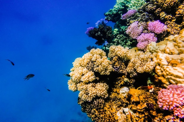Различные красочные кораллы на рифе с глубокой голубой водой и рыбами в Марса-Алам, Египет