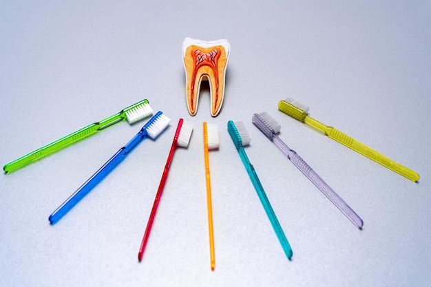Different colorful tooth brushes lay around educational tooth model