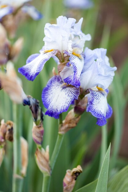 Photo different colors of iris in blooming garden in early june.