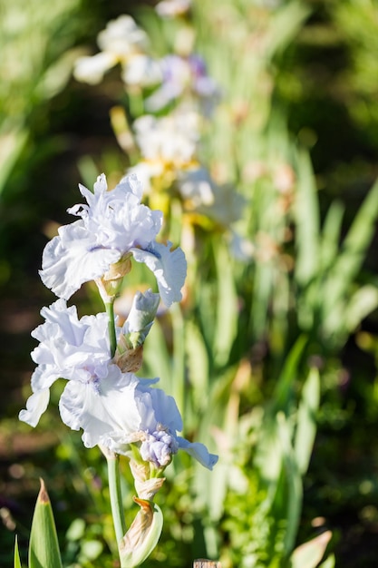 Different colors of iris in blooming garden in early June.