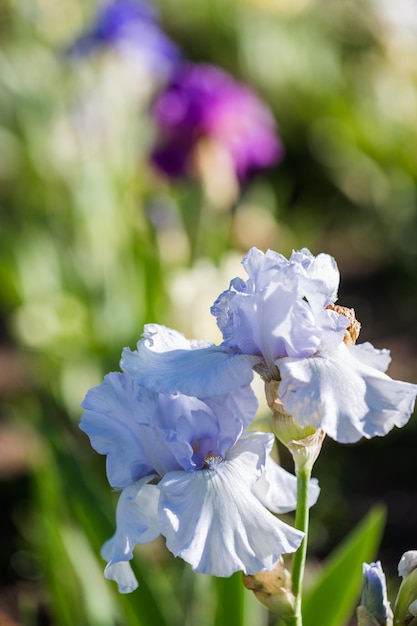 Different colors of iris in blooming garden in early June.